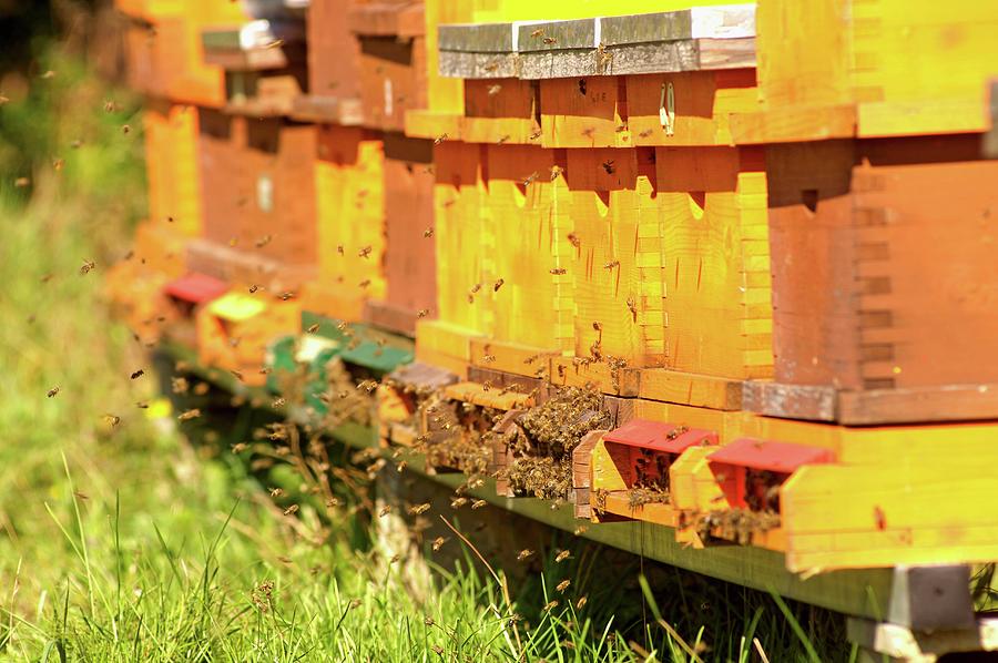 Beehives carinthia, Austria Photograph by Rita Newman