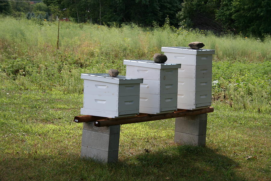 Beehives Photograph by Harvest Moon Photography By Cheryl Ellis
