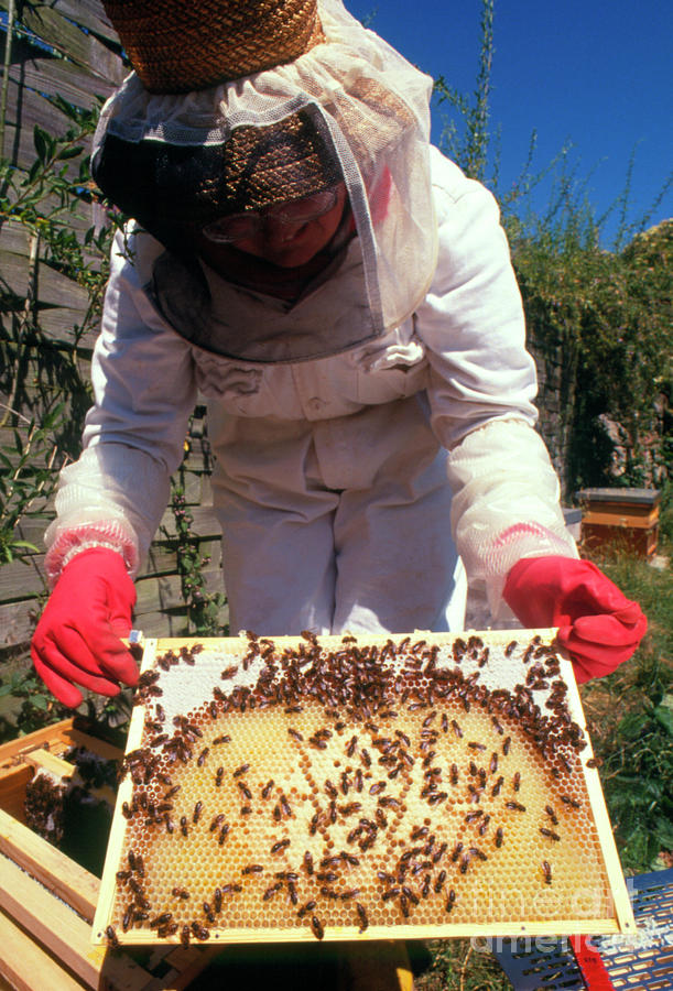 Beekeeper On Protective Clothing Photograph by Science Photo Library Beekeeper On Protective Clothing Photograph by Science Photo Library