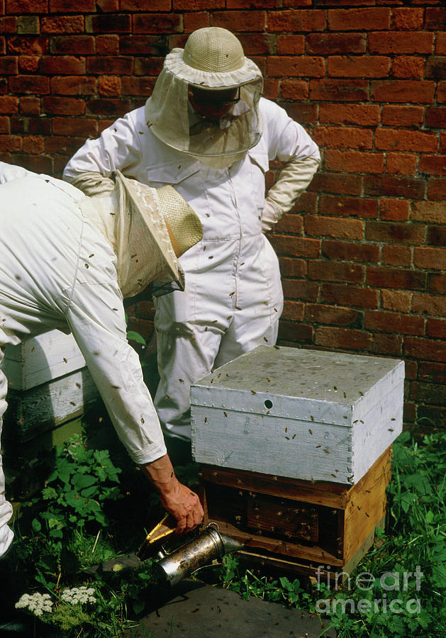 Wildlife Photograph - Beekeeping by David Parker/science Photo Library
