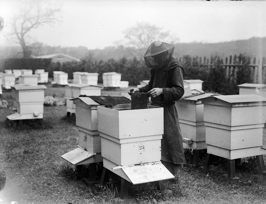 Beekeeping Photograph by Fox Photos