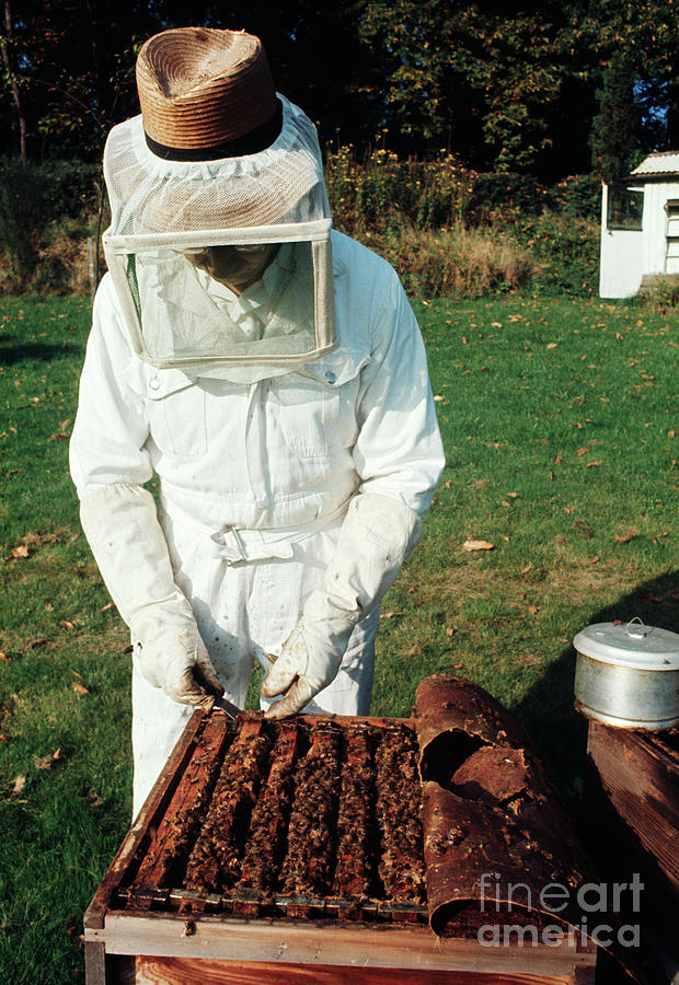 Nature Photograph - Beekeeping by Penny Tweedie/science Photo Library