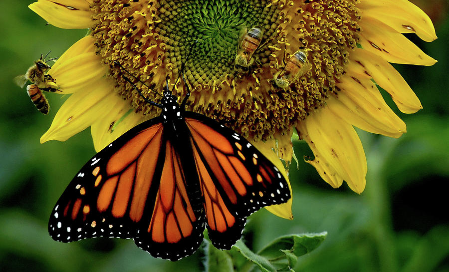 Bees And Butterflies Share In A Common Photograph by The Washington Post
