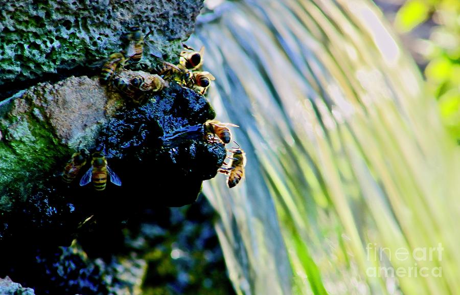 Bees at the Waterfall Photograph by Craig Wood