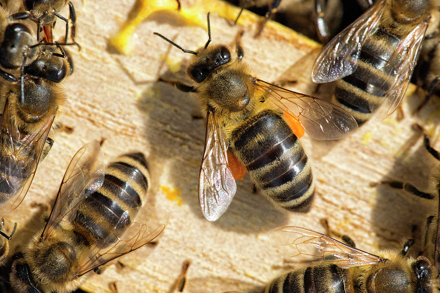 Bees Photograph