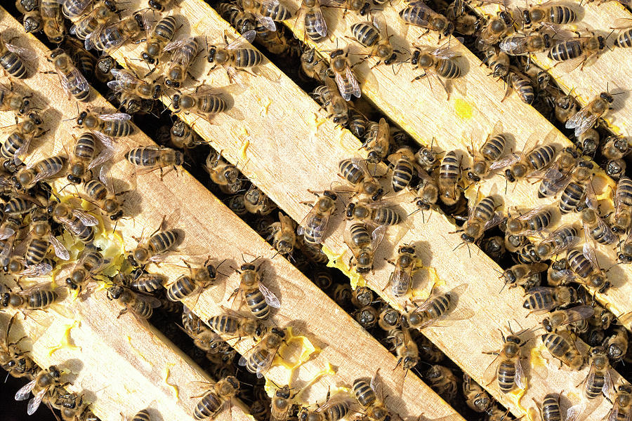 Bees In A Beehive Photograph