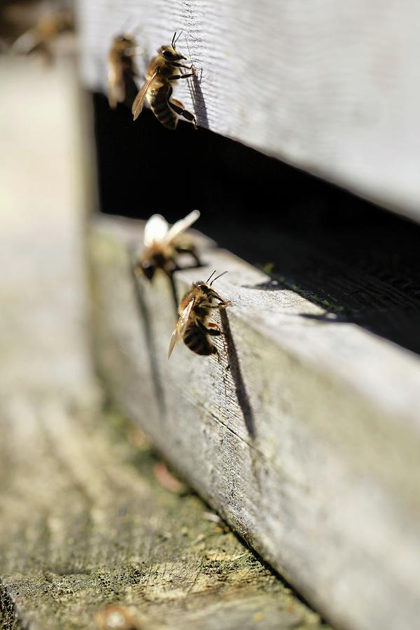 Bees On A Bee Hive Photograph by Barbara Bonisolli