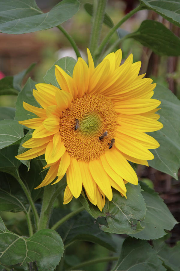 Bees On A Sunflower helianthus Annuus Photograph by Sonja Zelano