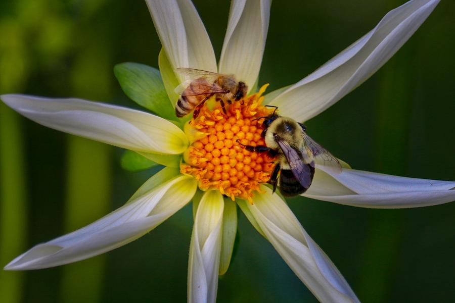 Bees on White Dahlia Photograph by Susan Rydberg