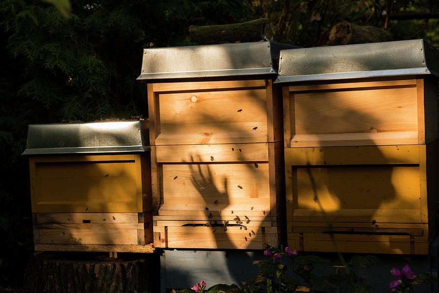 Bees On Wooden Box In Shade Garden, Frohnau, Berlin Photograph by Lukas Larsson Jalag