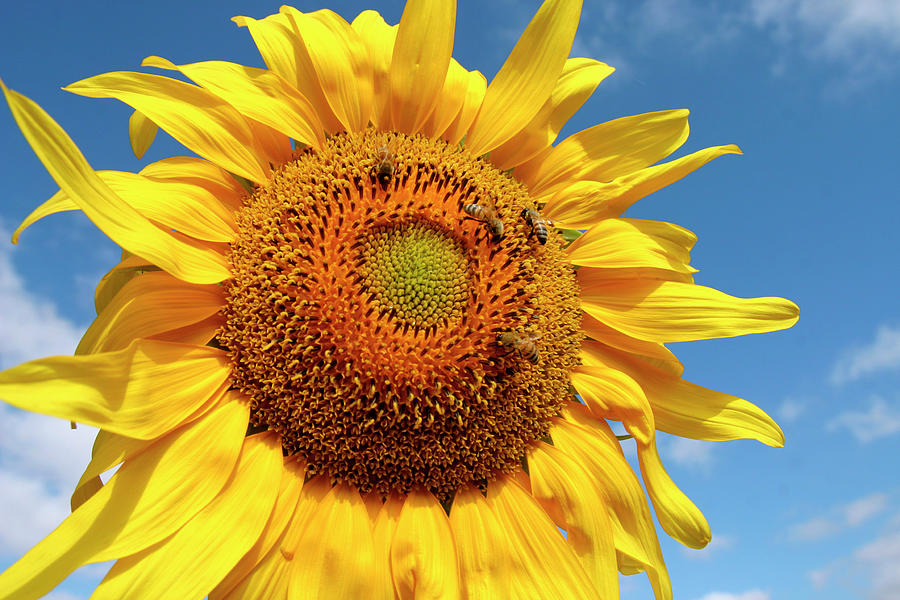 Bees Pollinate A Sunflower Photograph By Ali Hashisho | Pixels