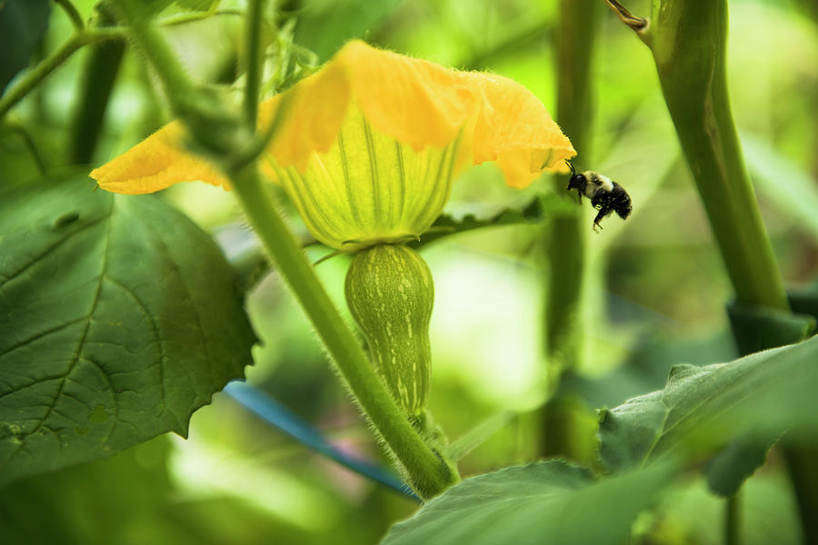 Bees Pollinating Butternut Squash Blossoms In A Home Garden Photograph