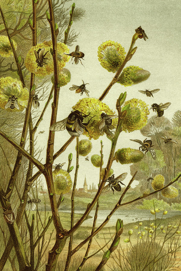 Bees Pollinating Painting by F.W.  Kuhnert