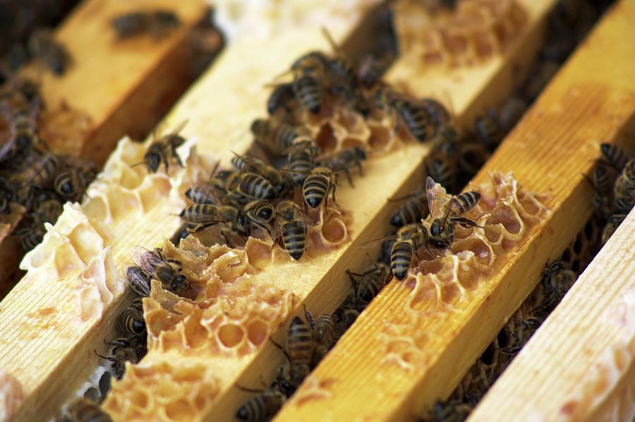 Bees Sitting On The Frame Of The Honeycombs Photograph by Christine Gill