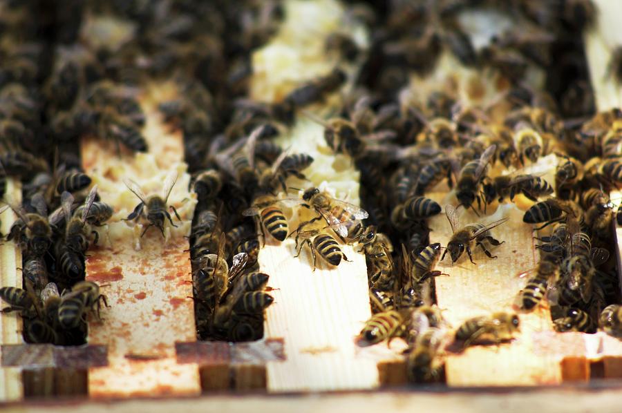 Bees Sitting On The Honeycomb Frame Photograph by Christine Gillé - Pixels