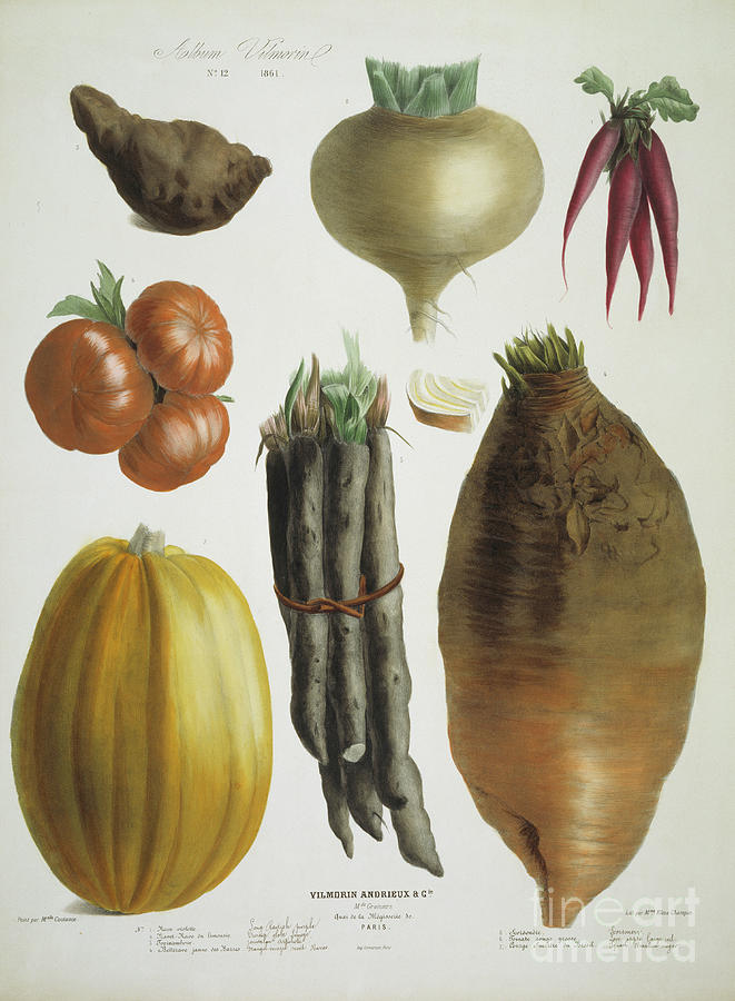 Nature Painting - Beet and tomato by Elisa Champin