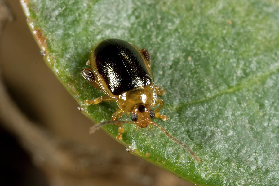 Beetle 5040901 by Rick Veldman Beetle 5040901 by Rick Veldman