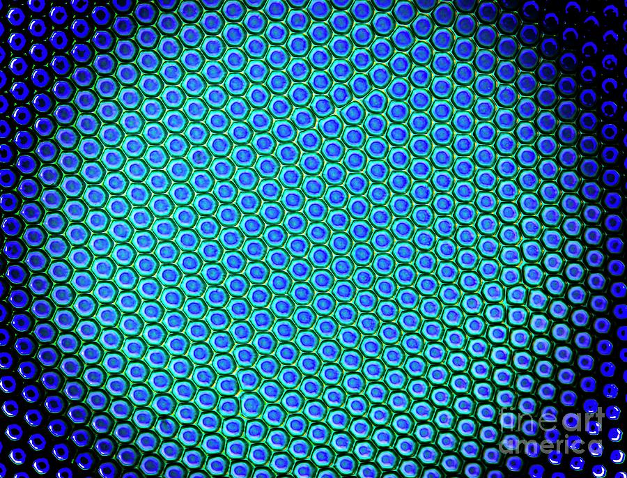 Beetle Compound Eye Photograph by Dr Keith Wheeler/science Photo Library