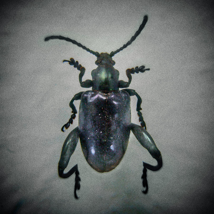 Beetle Macro Photograph by Con Ryan