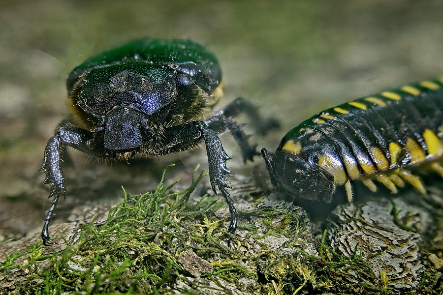 Beetle Meets Millipede 2 Photograph by Douglas Barnett