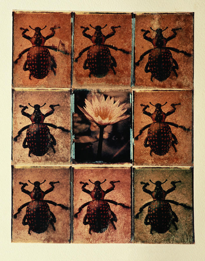 Beetle Montage Photograph by Jonnie Miles