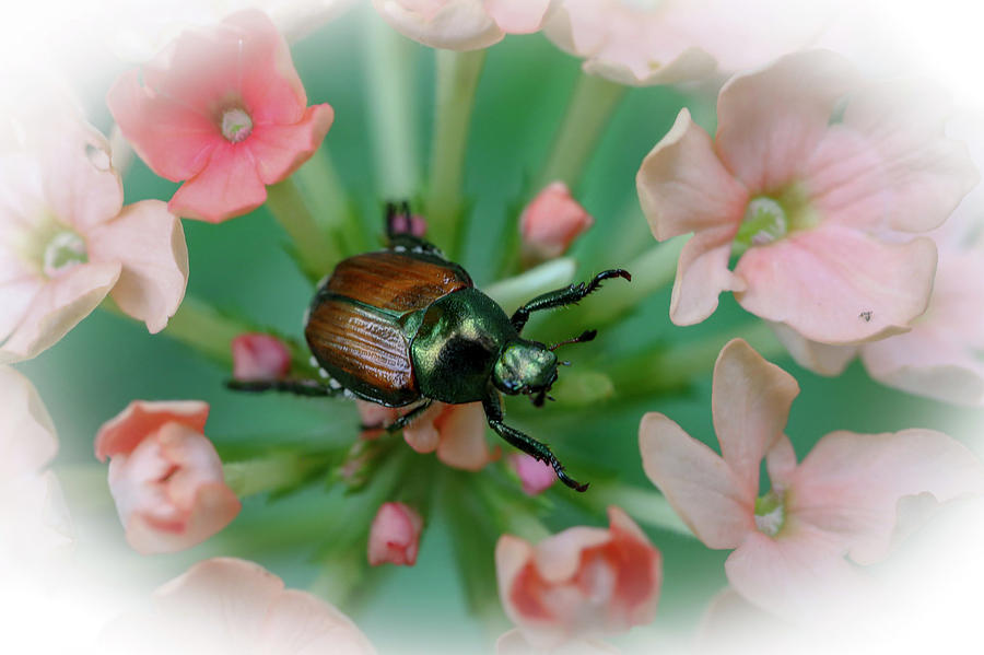 Beetle on a Flower Photograph by Laura Smith
