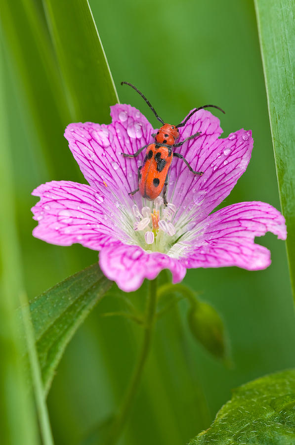 Beetle On Geranium Flower Photograph by Michael Lustbader