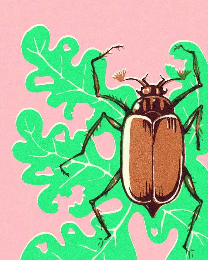 Vintage Drawing - Beetle on Leaf by CSA Images