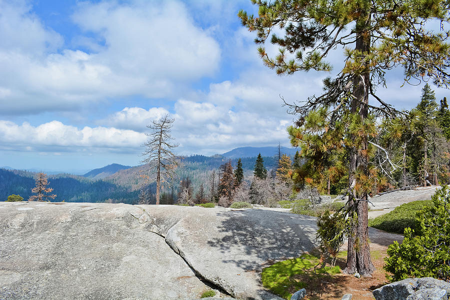 Beetle Rock Sequoia Photograph by Kyle Hanson