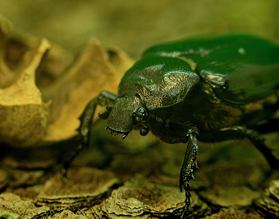 Beetle Up Close and Personal Photograph by Douglas Barnett