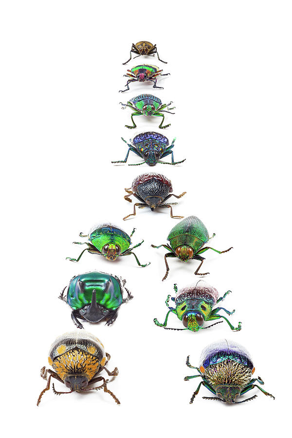 Beetles Coming To Crossroad Digital Photograph by Darrell Gulin