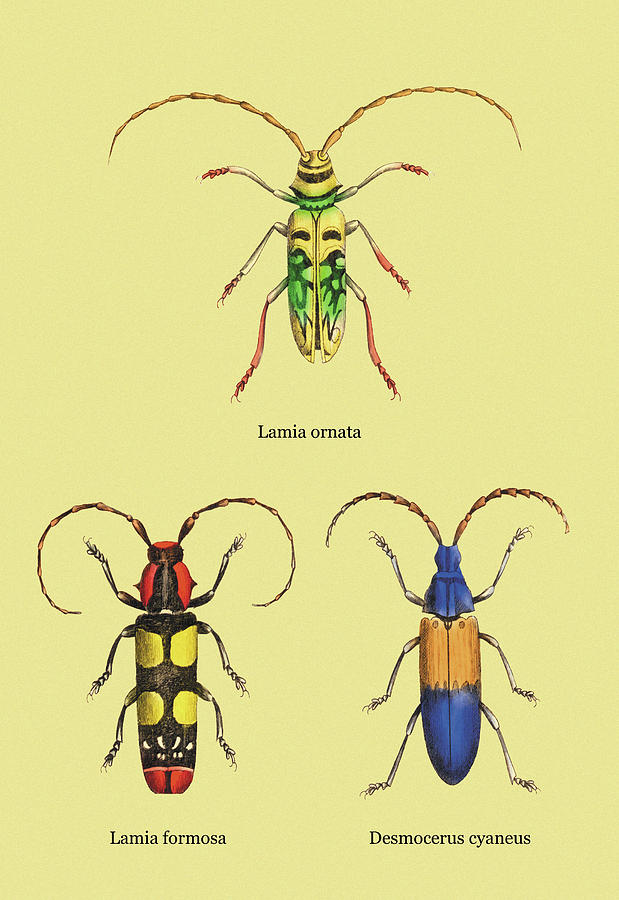 Beetles: Lamia Ornata, L. Formosa and Desmocerus Cyaneus #2 Painting by W. H. Lizars
