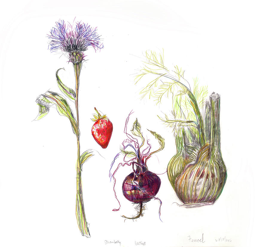 Beetroot, fennel, strawberry Mixed Media by Gloria Newlan