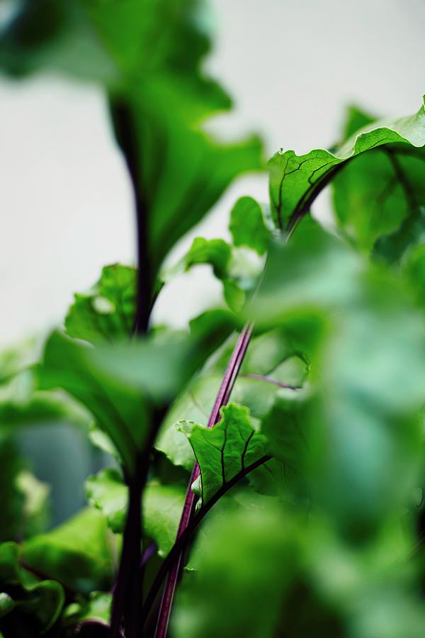 Beetroot Leaves In A Garden close-up Photograph by Aina C. Hole