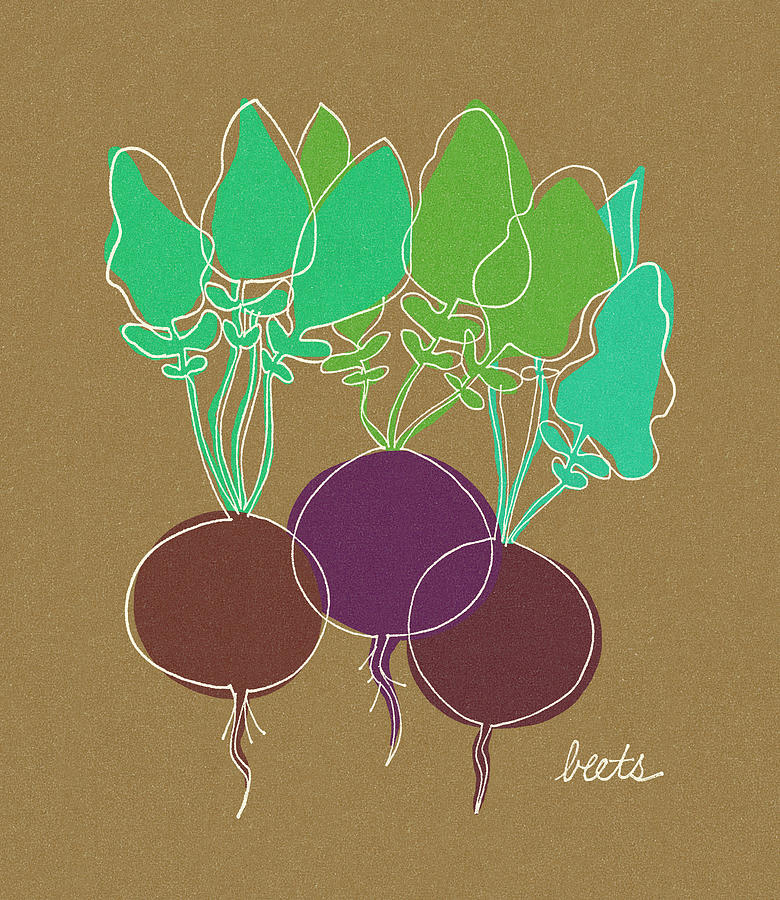 Vintage Drawing - Beets by CSA Images