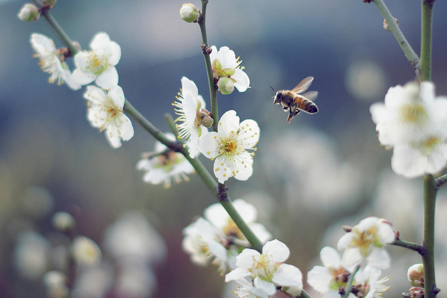 Bee&white Plum Photograph by Miragec