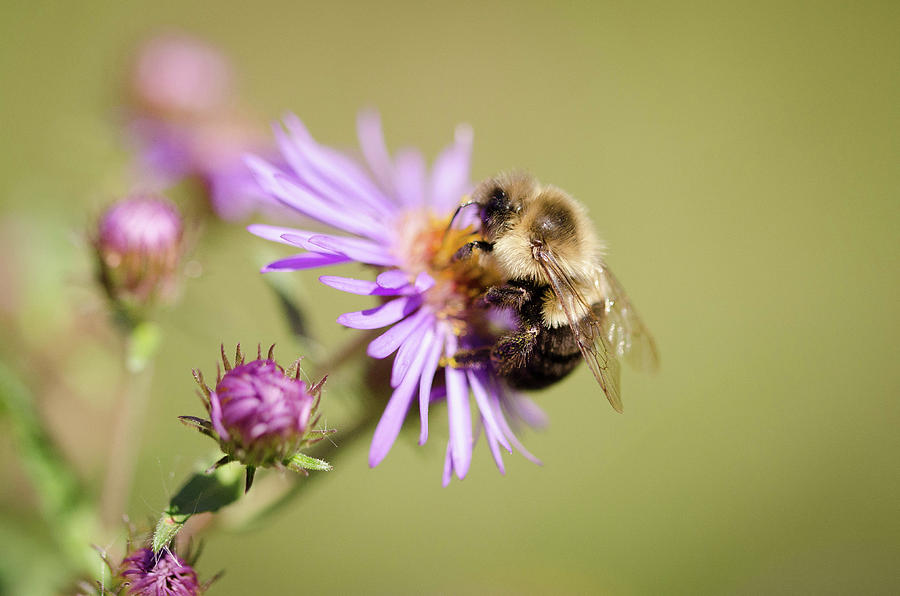 BeeYou by Nikki Watson McInnes BeeYou by Nikki Watson McInnes