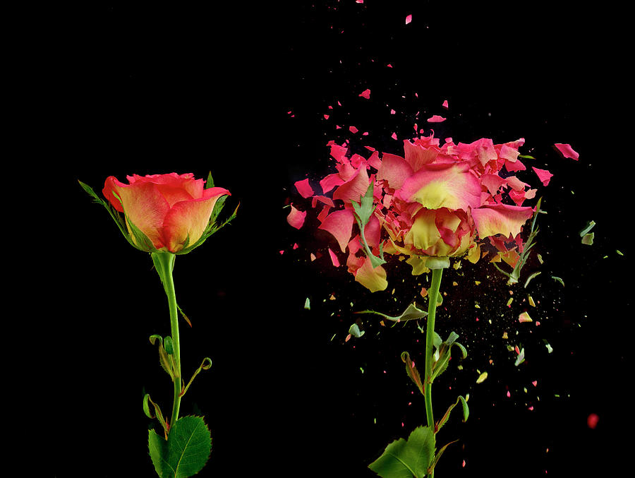 Before And After Exploding Flower Photograph by Don Farrall