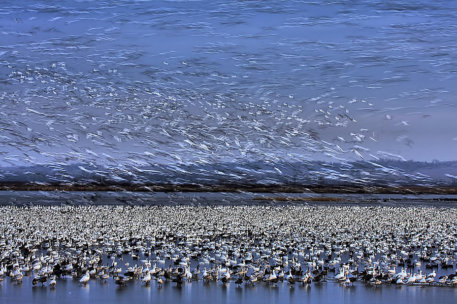 Wildlife Photograph - Before Dawn - A Day Of Snow Goose Migration by Jun Zuo