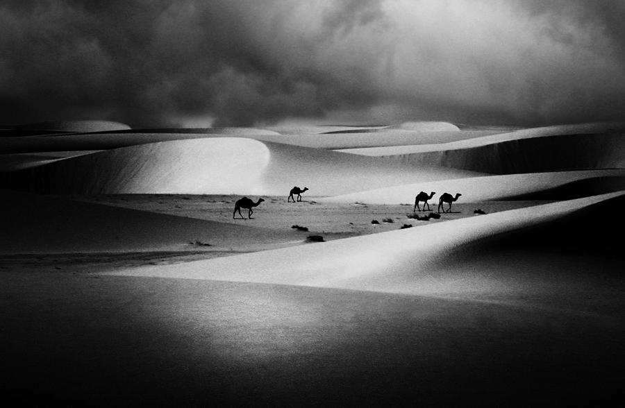 Camel Photograph - Before The Storm by Aurora Pintore