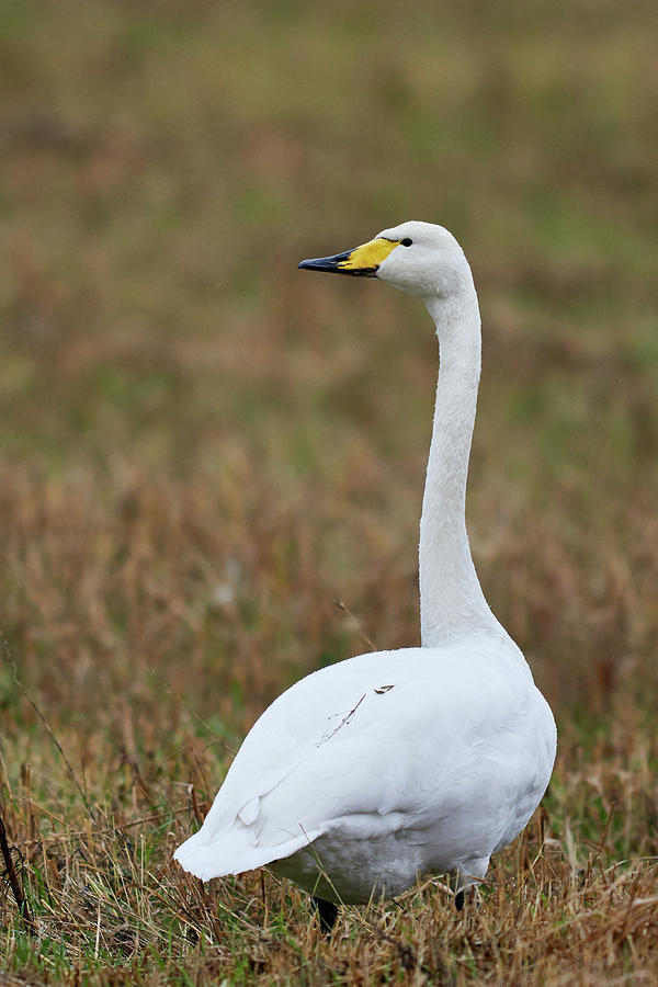 Before The Whoop. Whooper Swan Photograph