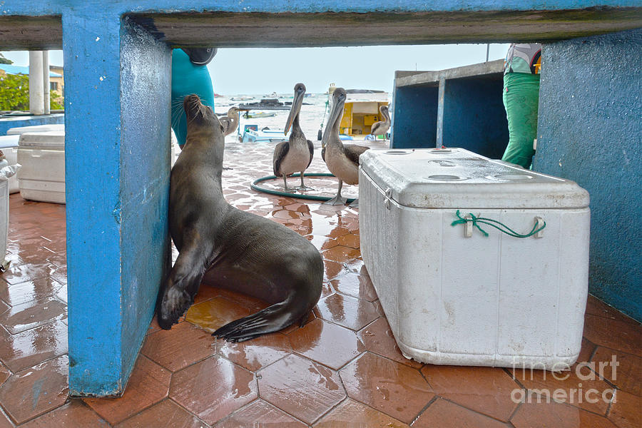Begging Galapagos Sea Lion Photograph by Catherine Sherman