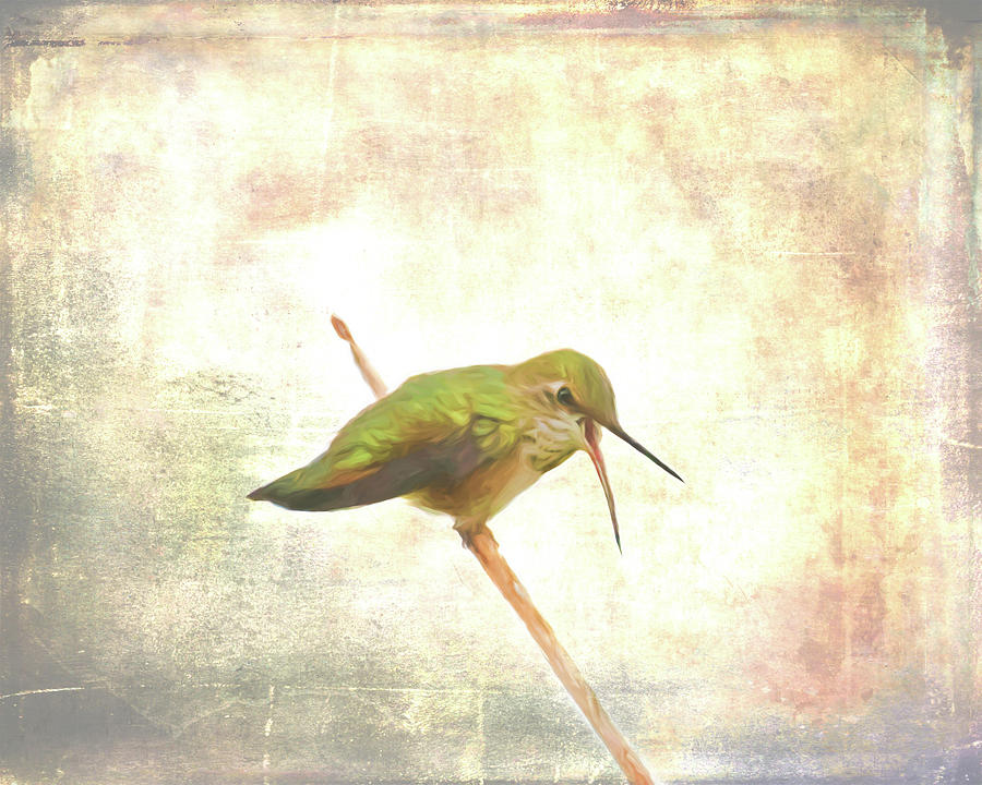Begging Hummingbird II Photograph by Jennifer Grossnickle