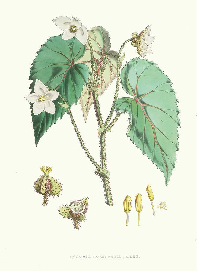 Flower Painting - Begonia Cathcartii, H. F. Et T by Walter Fitch Hood