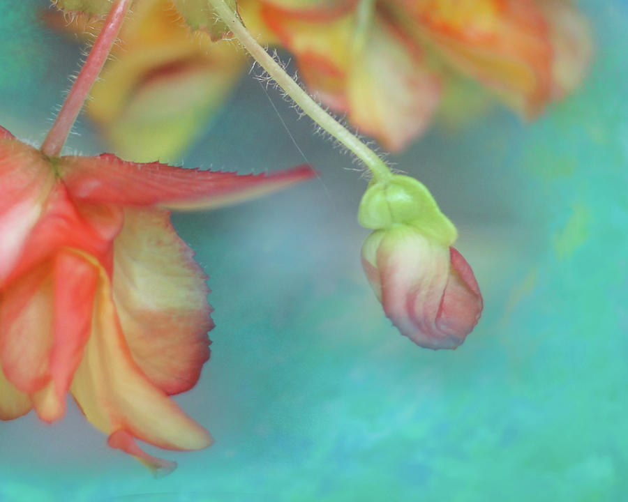 Fall Photograph - Begonia Close Up by Jeff Burgess
