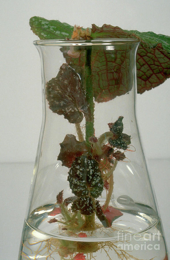 Begonia Cuttings Photograph by Brian Bowes/science Photo Library