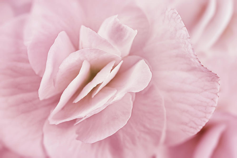 Flower Photograph - Begonia Flower by Cora Niele