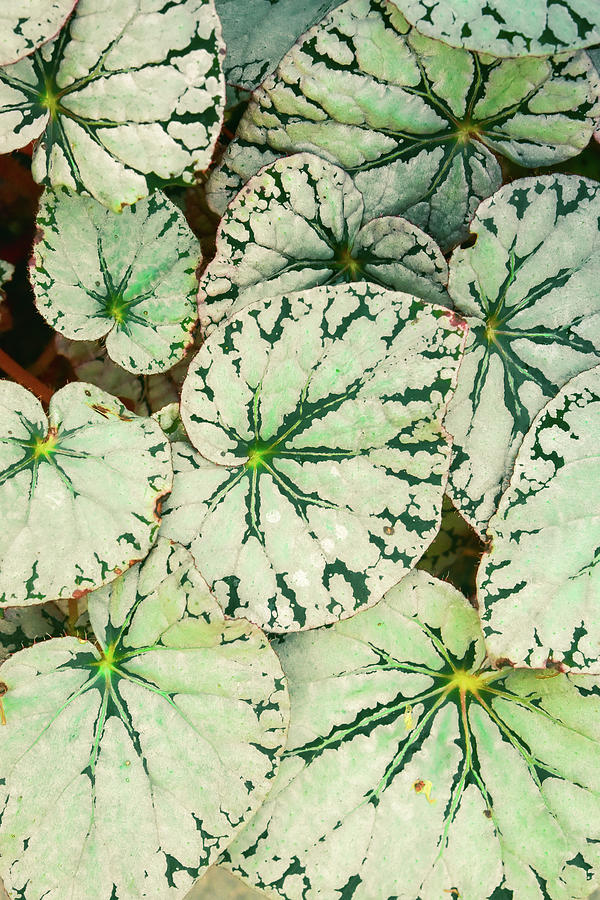 Begonia Leaves Photograph