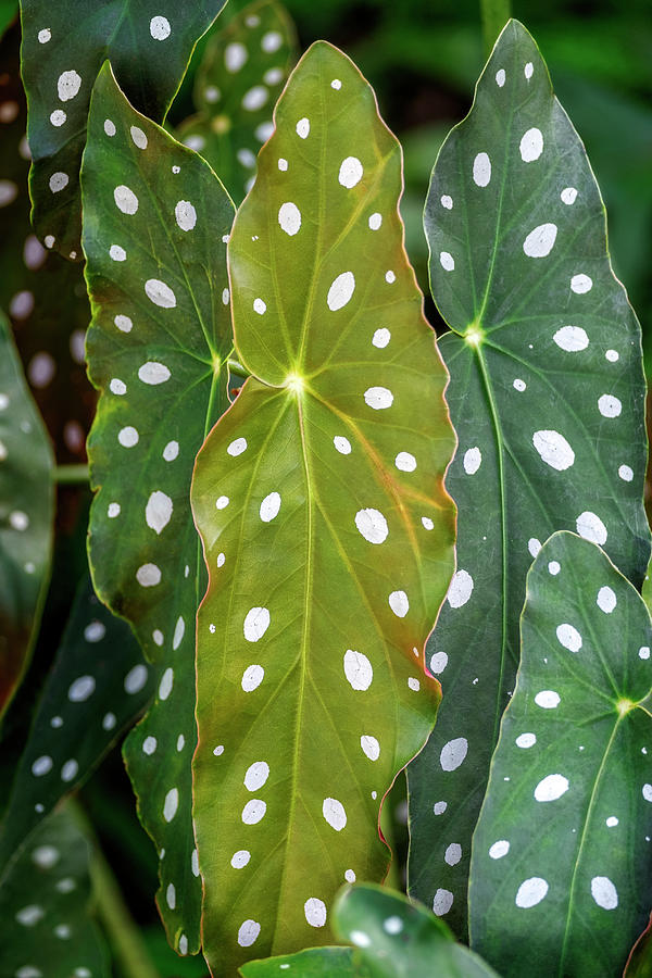 Begonia Maculata, Polka Dot Begonia Photograph by Lisa S. Engelbrecht ...