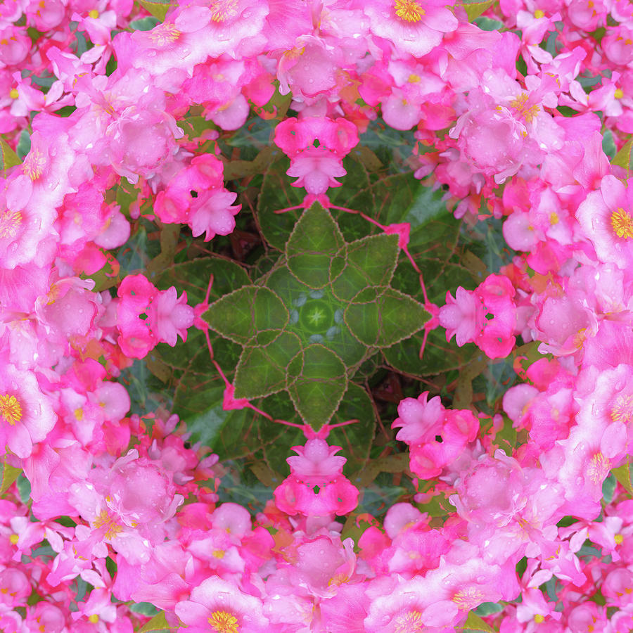 Begonia Mandala Digital Art by Rebecca Carr